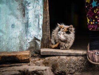 Los gatos callejeros pueden portar toxoplasmosis